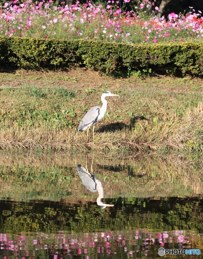 アオサギさんとコスモスの花。