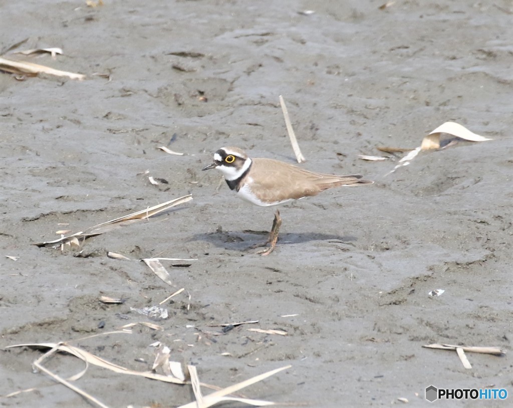 コチドリさん。