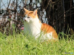 公園のネコさん。