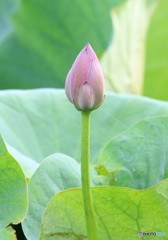 ハスの蕾。