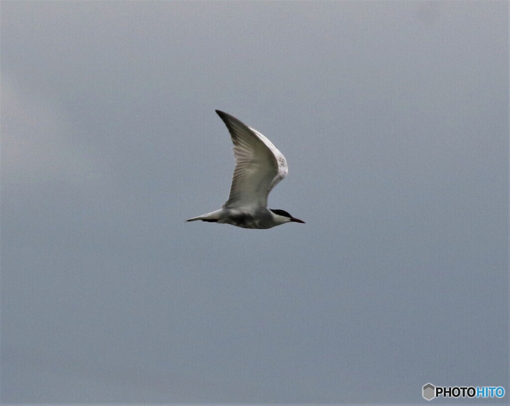 クロハラアジサシさん。