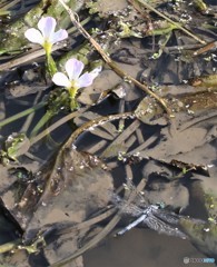 水草とトンボ。