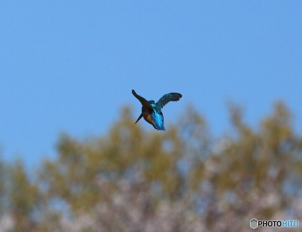 カワセミさん。