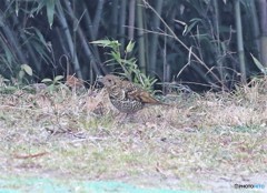 トラツグミさん。
