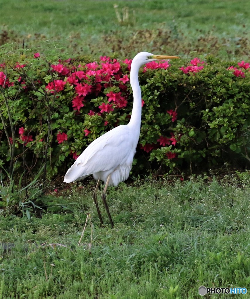 ダイサギさん。