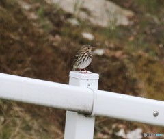 ビンズイさん。