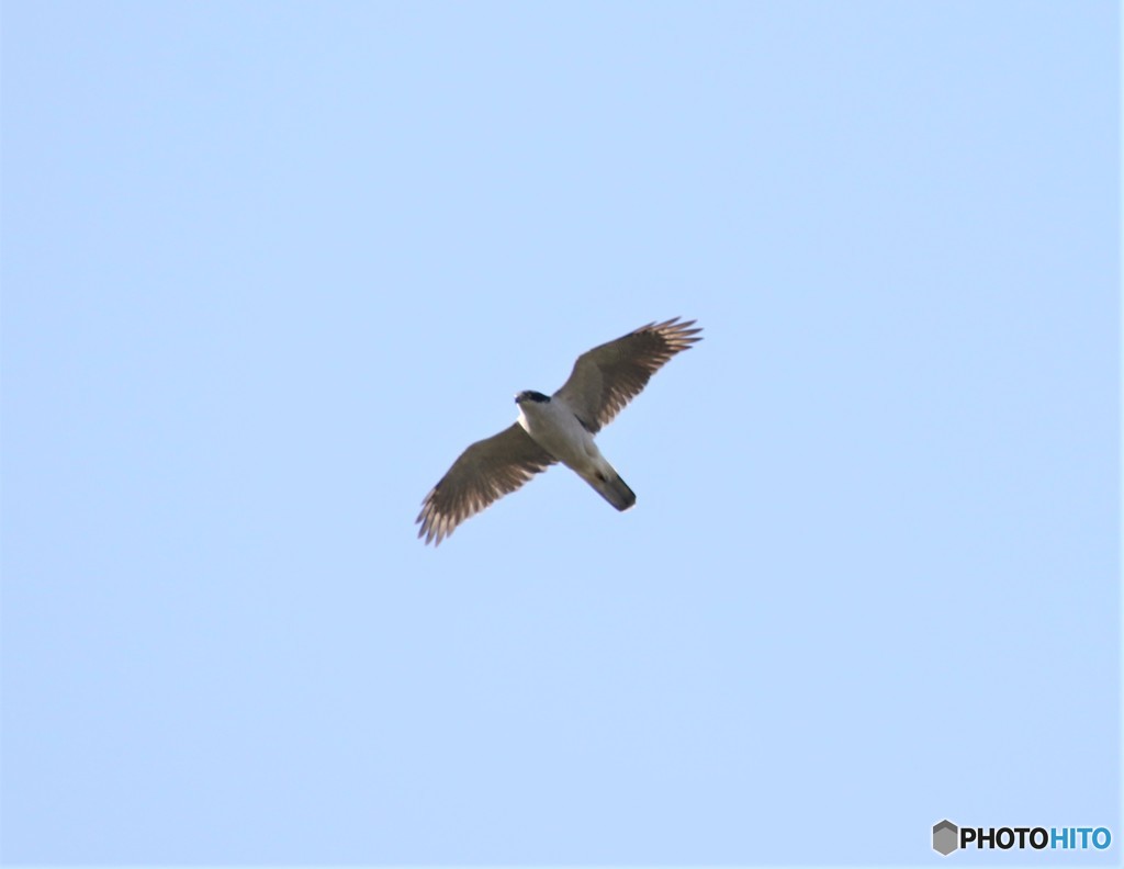 オオタカさん。