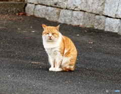 公園のネコさん。