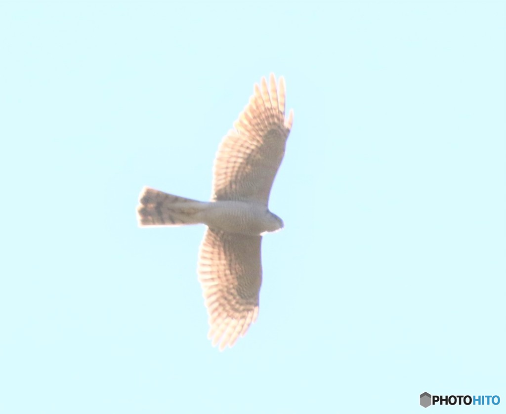 オオタカさん。