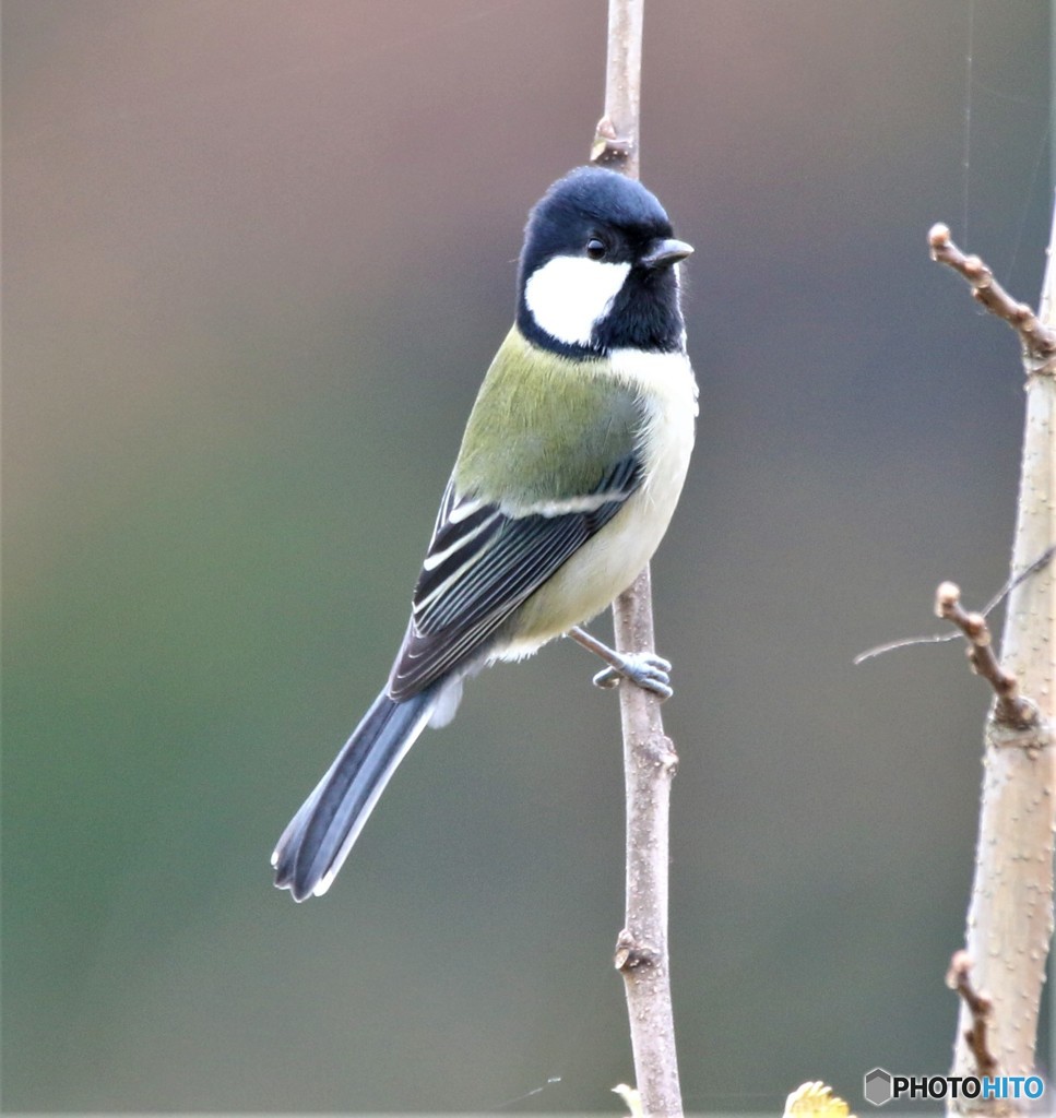 シジュウカラさん。③