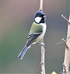 シジュウカラさん。③