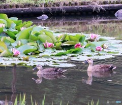 都市公園の池にスイレンとカルガモさん。