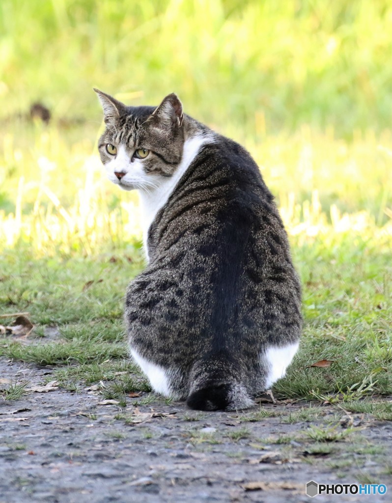 公園のネコさん。