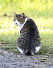 公園のネコさん。