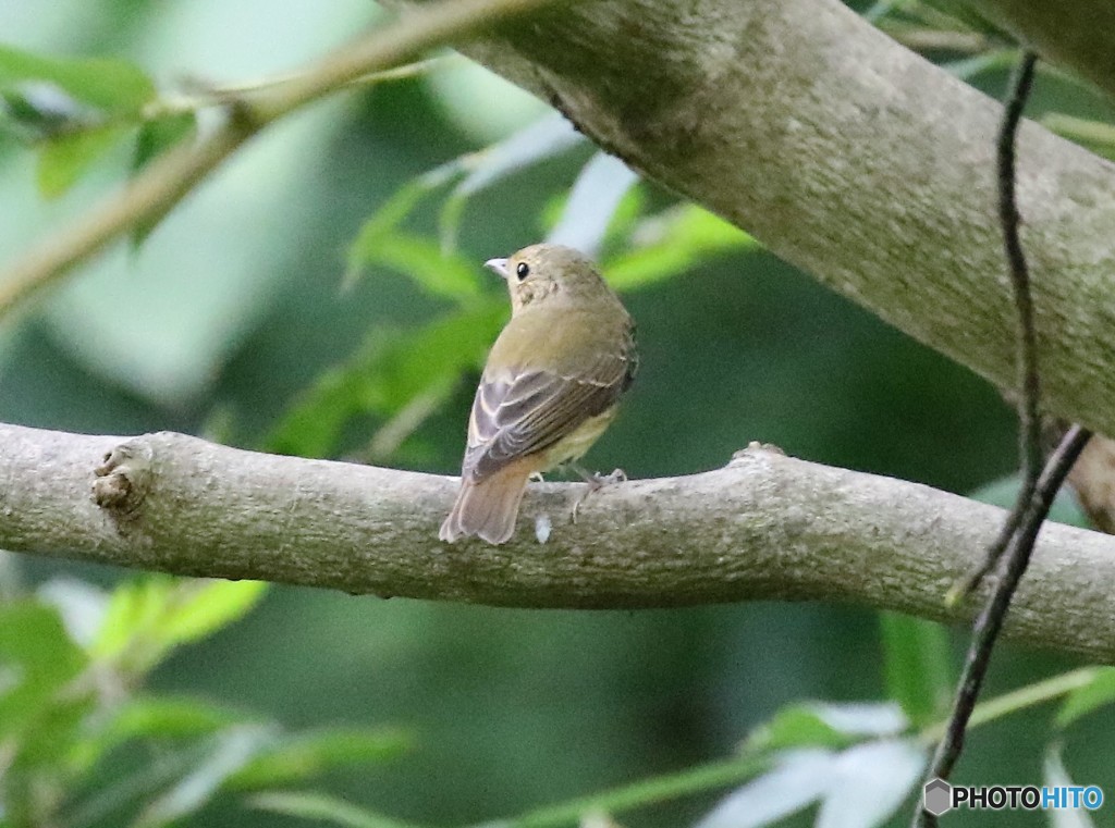 キビタキさんのメス。