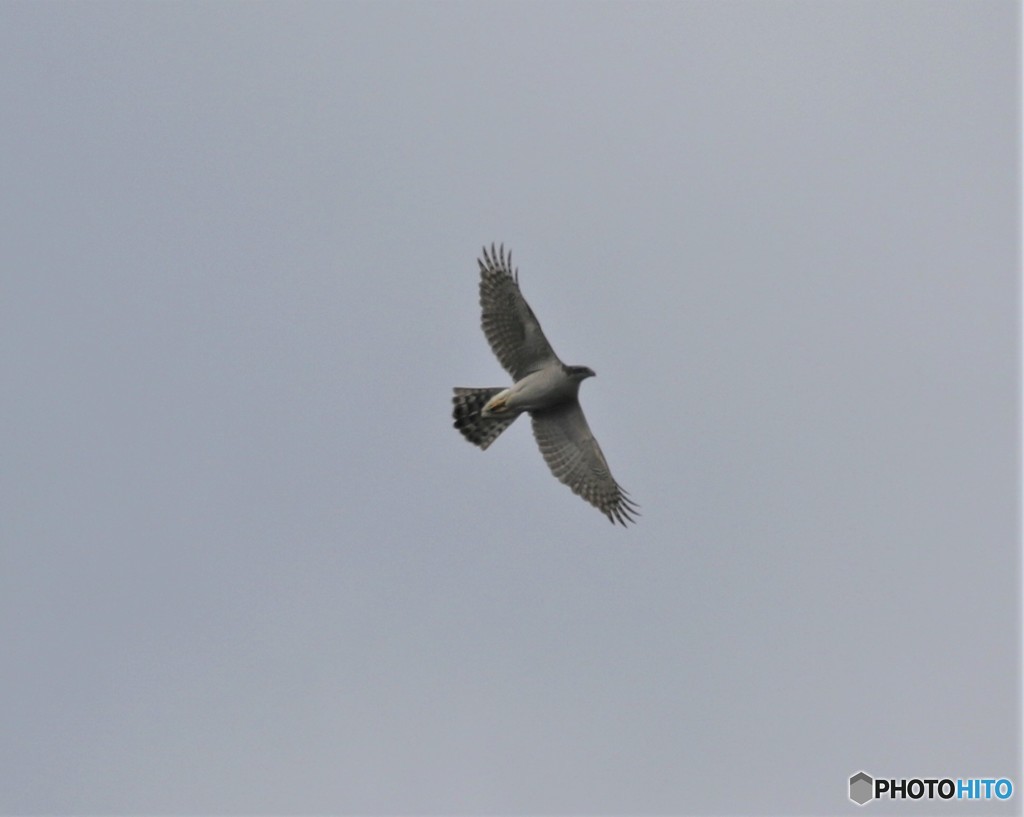 オオタカさん。