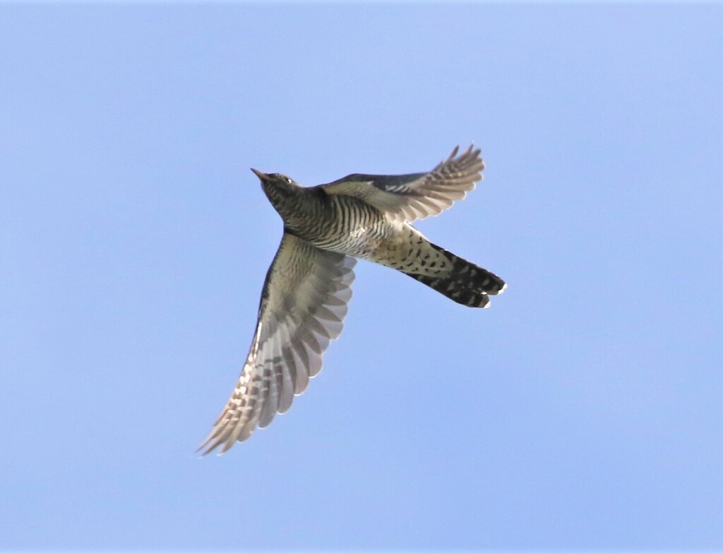 ツツドリさん。