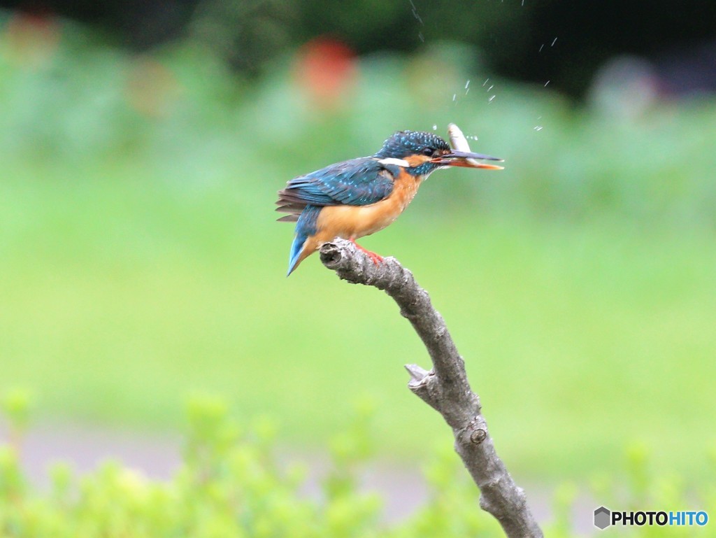 お食事中です。