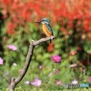 カワセミさん。