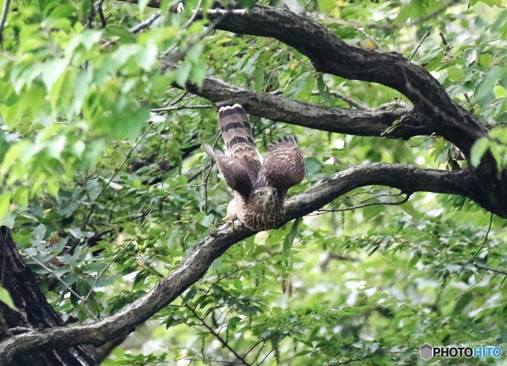 若オオタカさん。