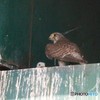 愛鳥週間・子育て中。