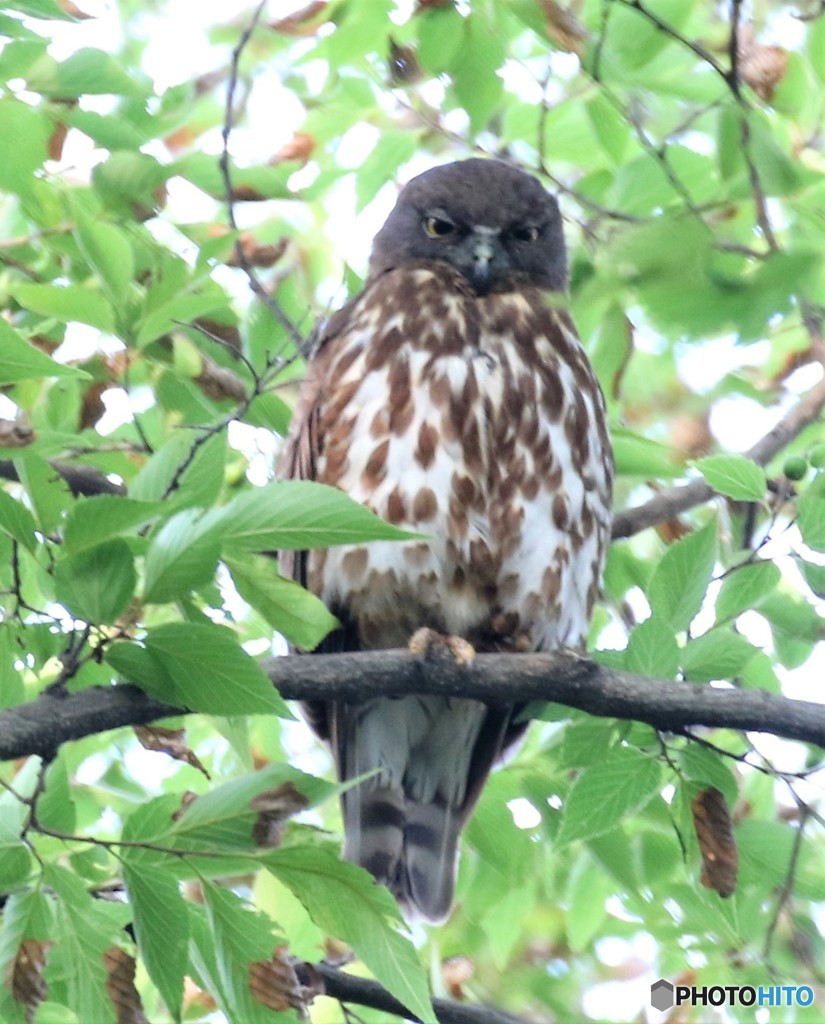 アオバズクさん。