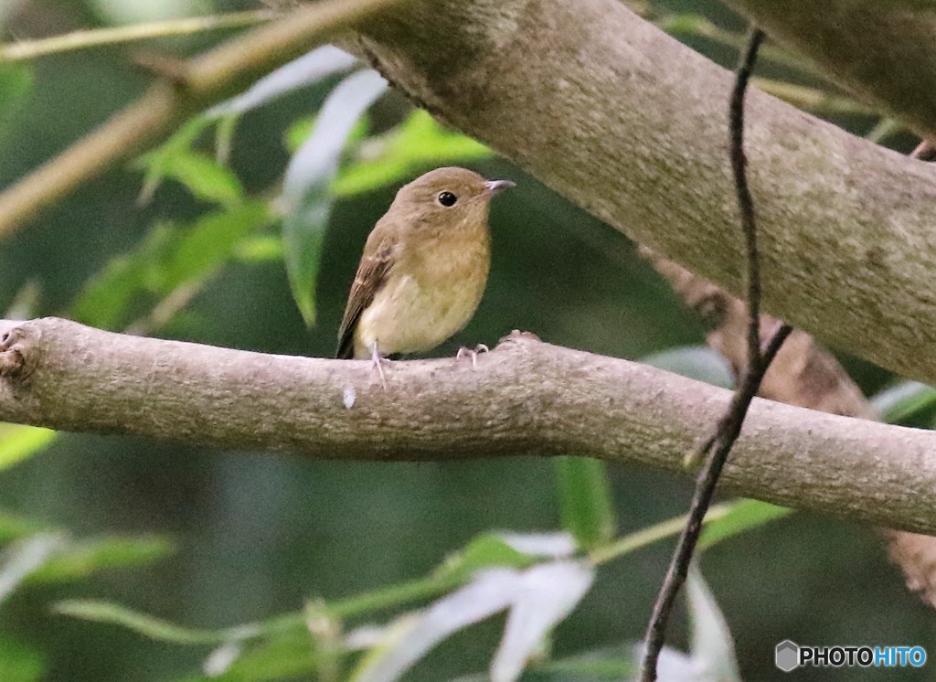 キビタキさんのメス。