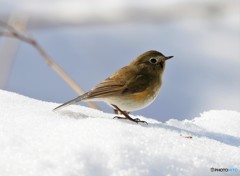 残雪