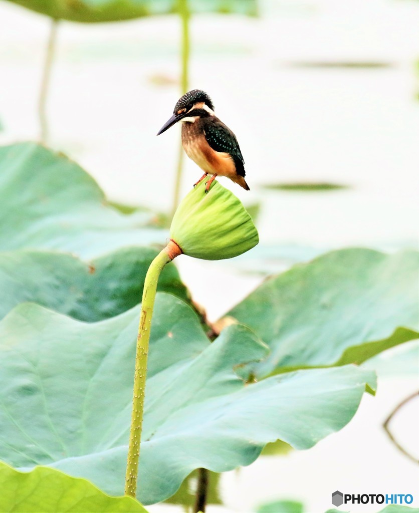 シャーヘッド８．４