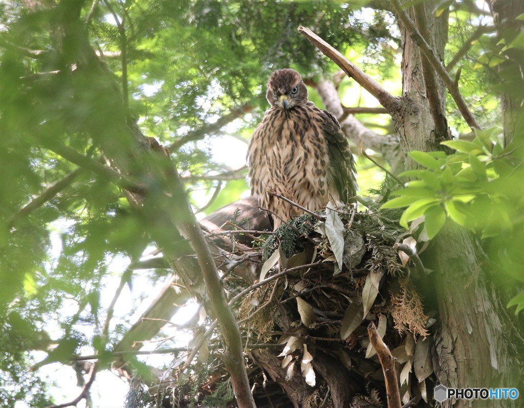オオタカさん。