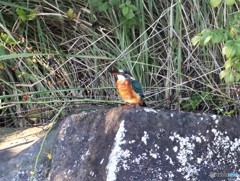 カワセミさん。