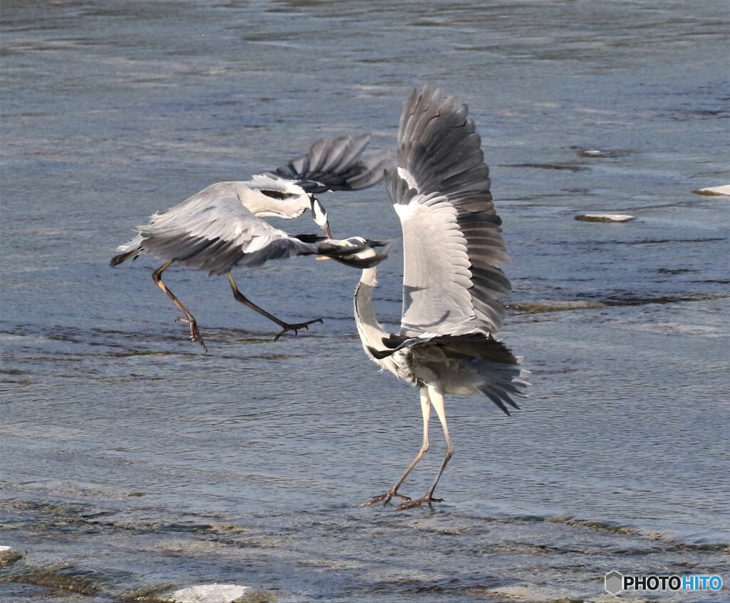 アオサギさん。⑤
