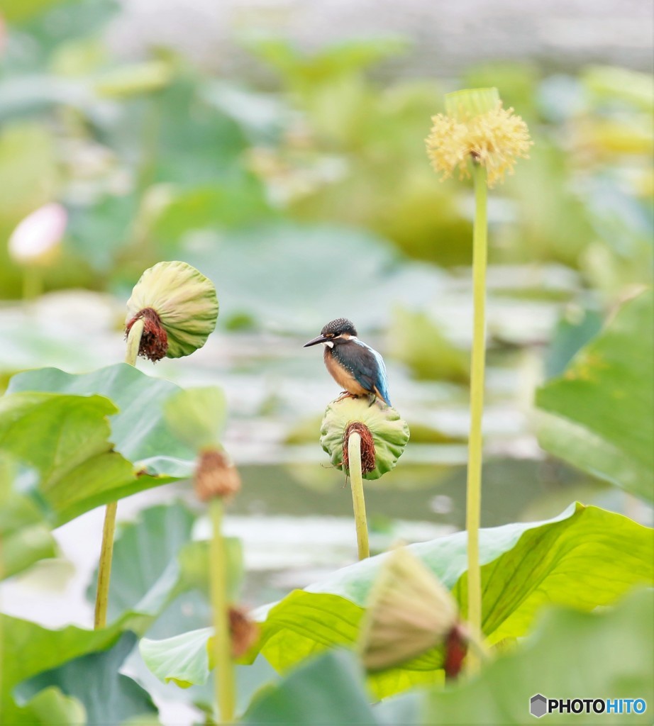 シャーヘッド８．３