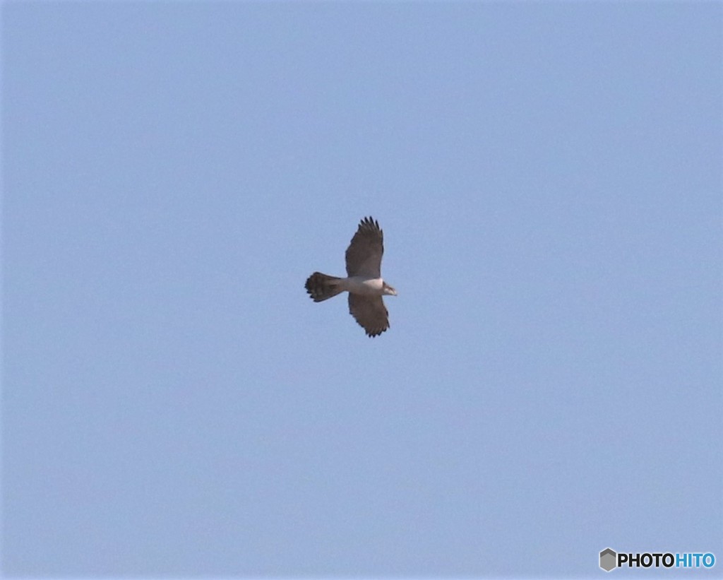 オオタカさん。