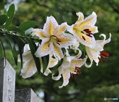 ヤマユリ。