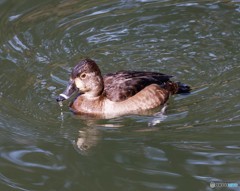 迷鳥クビワキンクロさんのメス。 迷鳥クビワキンクロさんのメス。
