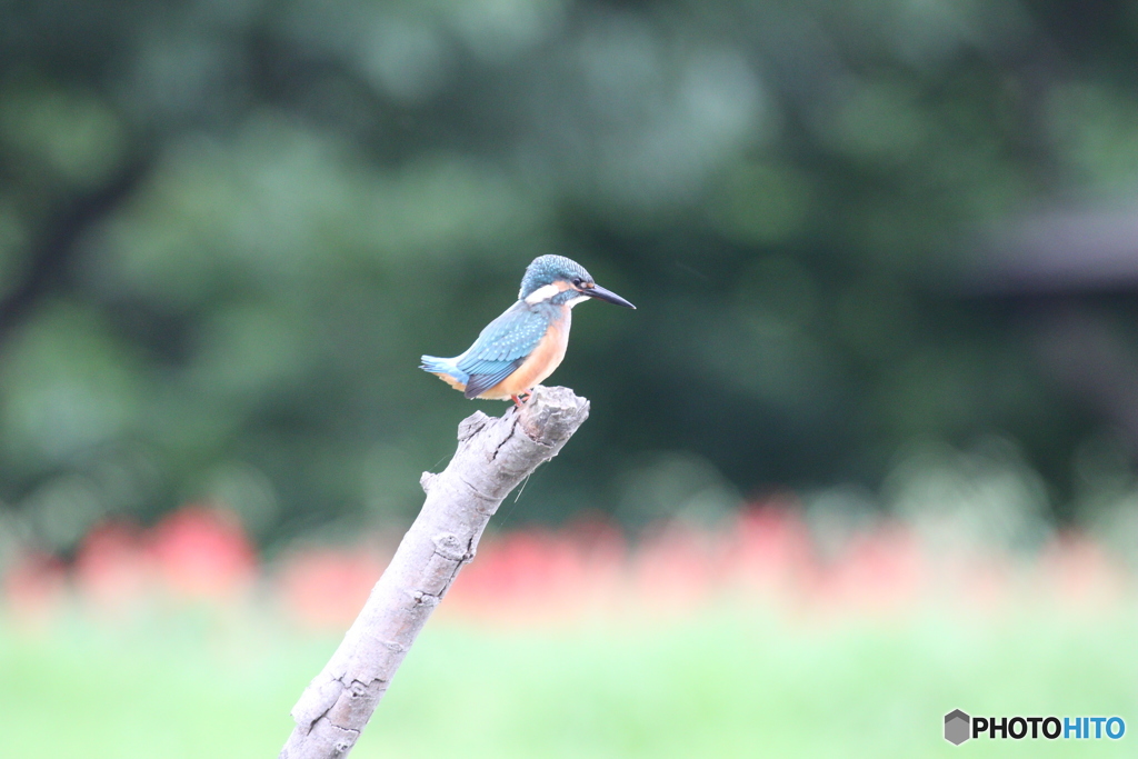 ノートリ・無修正。