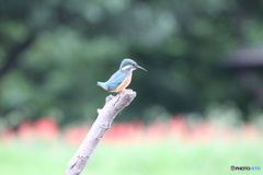 ノートリ・無修正。