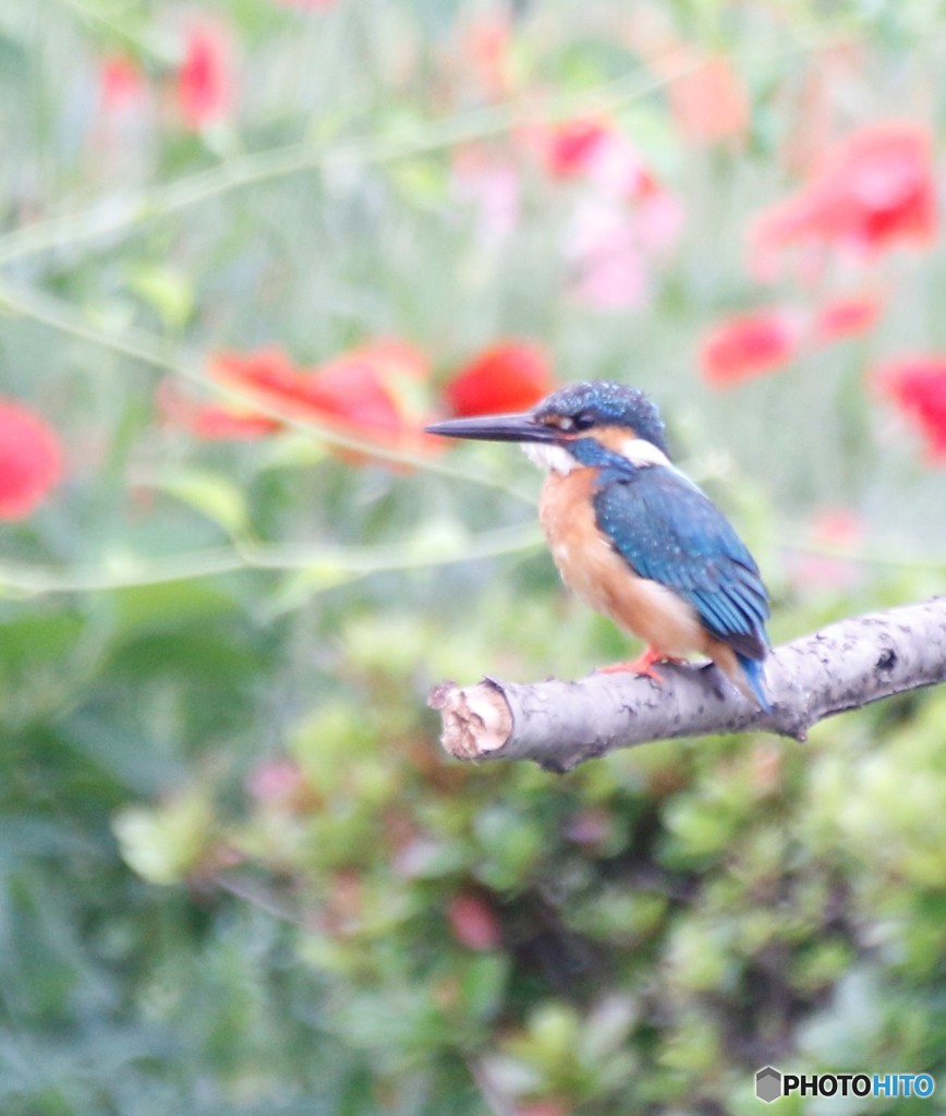 カワセミさん。