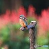 カワセミさん。