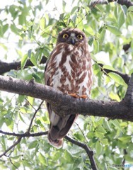 アオバズクさん。①
