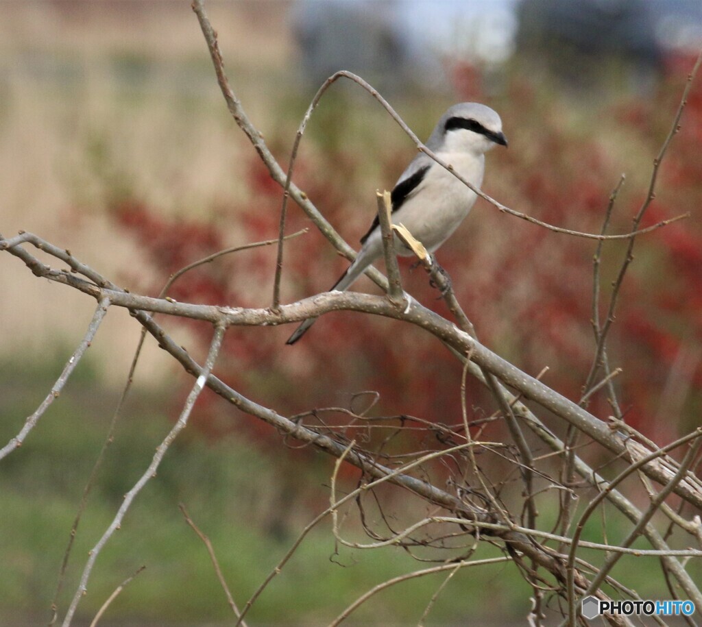 オオカラモズさん。