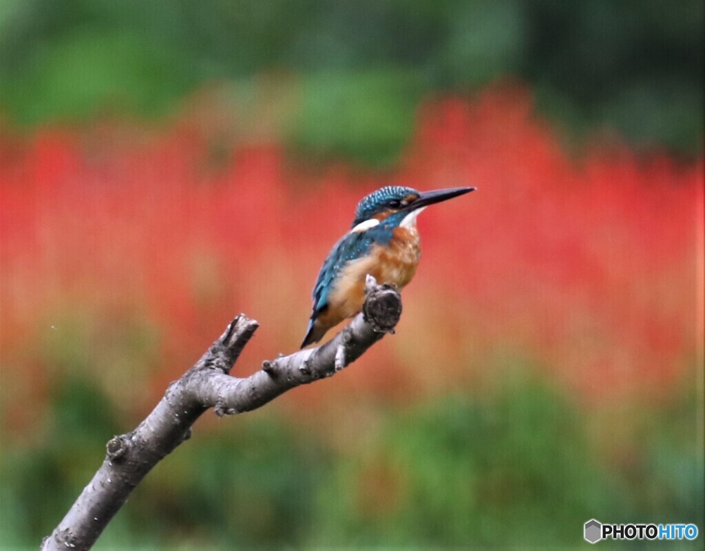 カワセミさん。