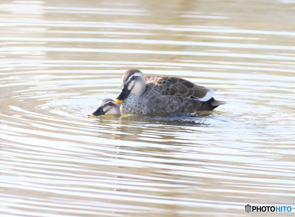 カルガモさん。