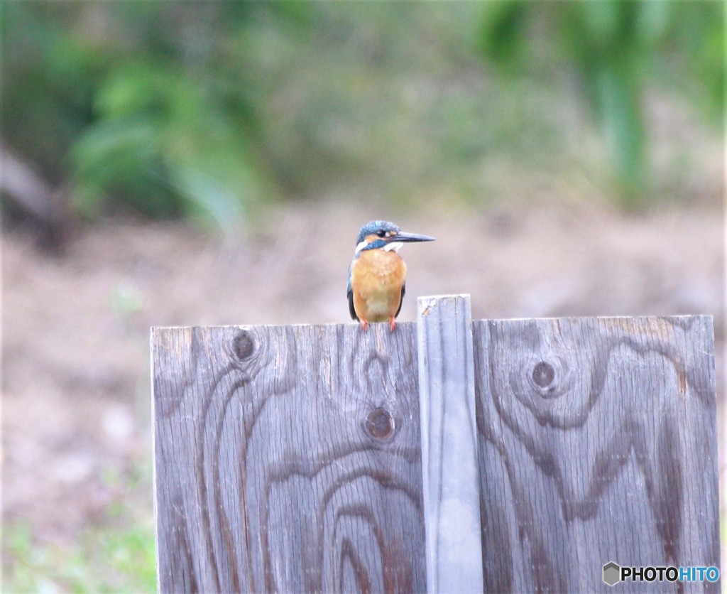 カワセミくん。