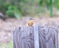 カワセミくん。