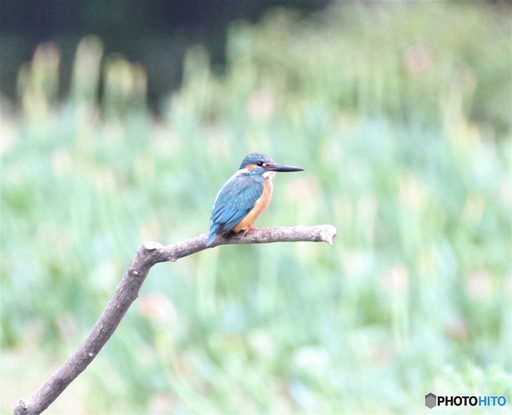 カワセミくん。