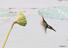 飛び出し