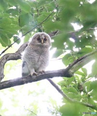 フクロウさんの幼鳥。