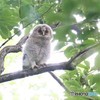 フクロウさんの幼鳥。